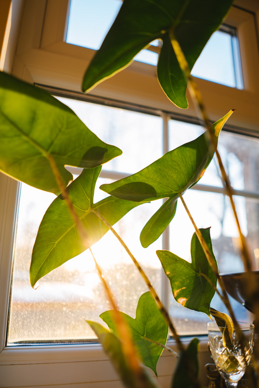 Le grand retour du soleil : adapter l'entretien de vos plantes d'intérieur.