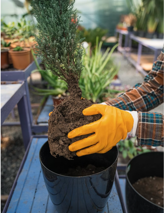 🌿 Comment dépoter un arbre sans l’abîmer ?
