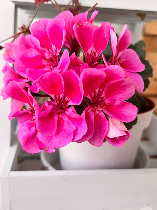 Un engrais doux pour les fleurs fragiles