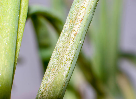 thrips du poireau