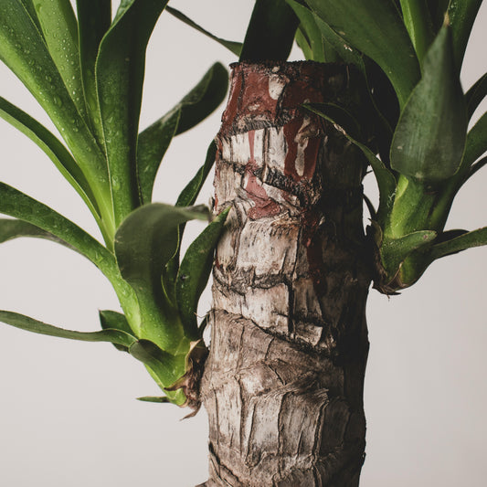 Entretenir le Yucca