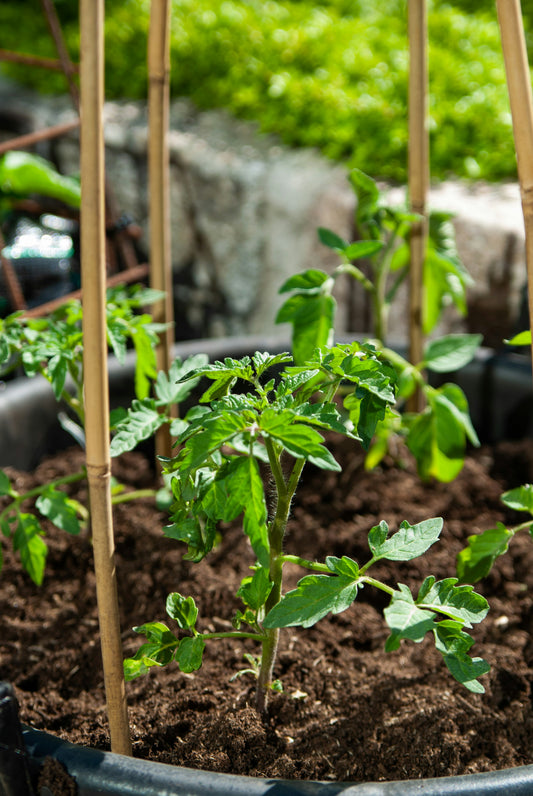 Conseils d'entretien naturel pour un jardin écoresponsable