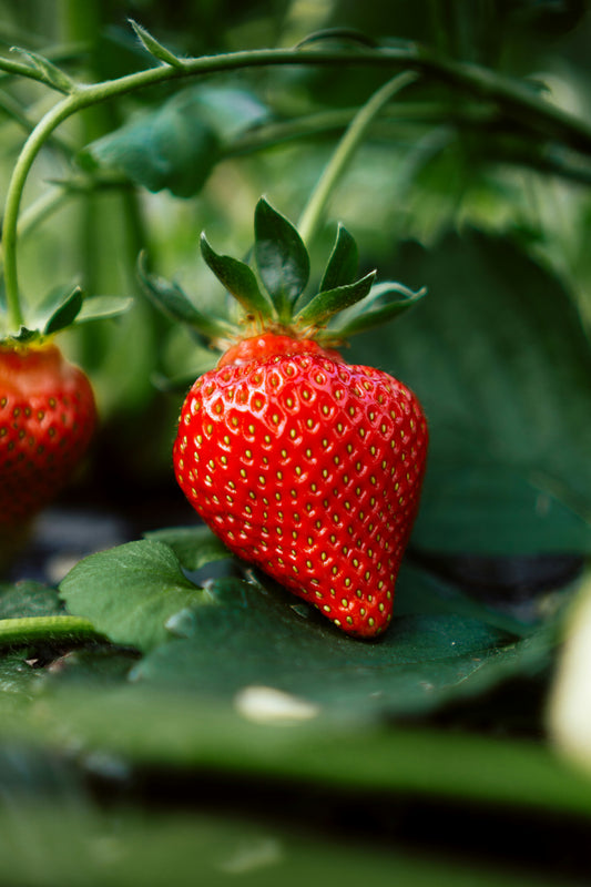 Nourrissez vos fraisiers bio