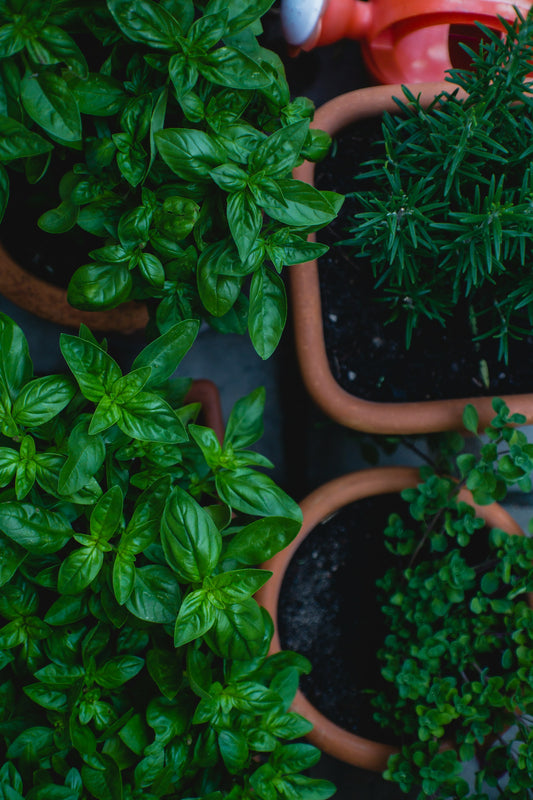 Plantes aromatiques
