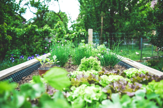 Les premiers gestes de jardinage au printemps.