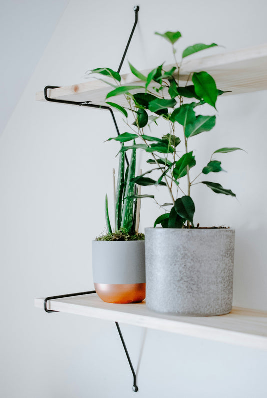 Le réveil des plantes : comment les préparer au printemps.
