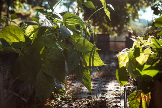 Potager en août : ce que vous pouvez (et devriez) faire avant la rentrée