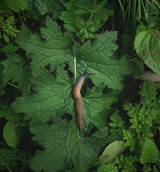 Une propriété méconnue de notre engrais : un répulsif naturel contre les limaces