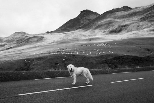 La France face aux Géants de l’Élevage Ovin : Défis et Perspectives