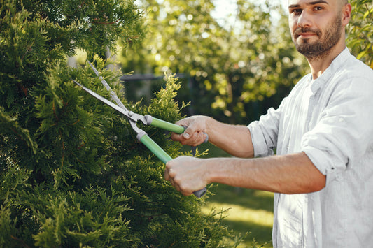 🌿 Juin au jardin : 7 tailles à ne pas rater pour des plantes plus belles et plus vigoureuses
