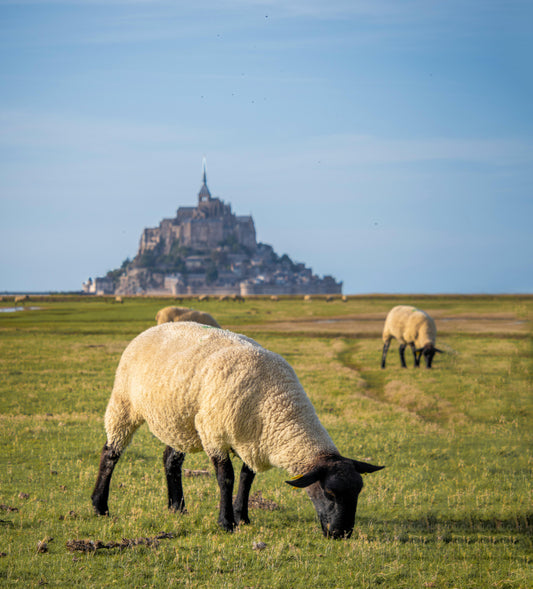La Laine : Un Matériau Écologique et Polyvalent