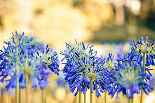 🌸 Juin au jardin : 6 gestes fleuris pour un été haut en couleurs