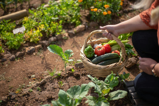 🛡️ Maladies graves au potager : prévenir et éviter les infections majeures