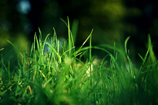 🌿 Pelouse en juin : 4 gestes simples pour un gazon vert et résistant