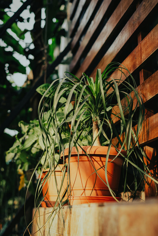 🌿 Entretenir vos plantes en pot cet été avec Fertilaine