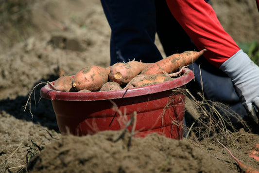 récolte patate douce