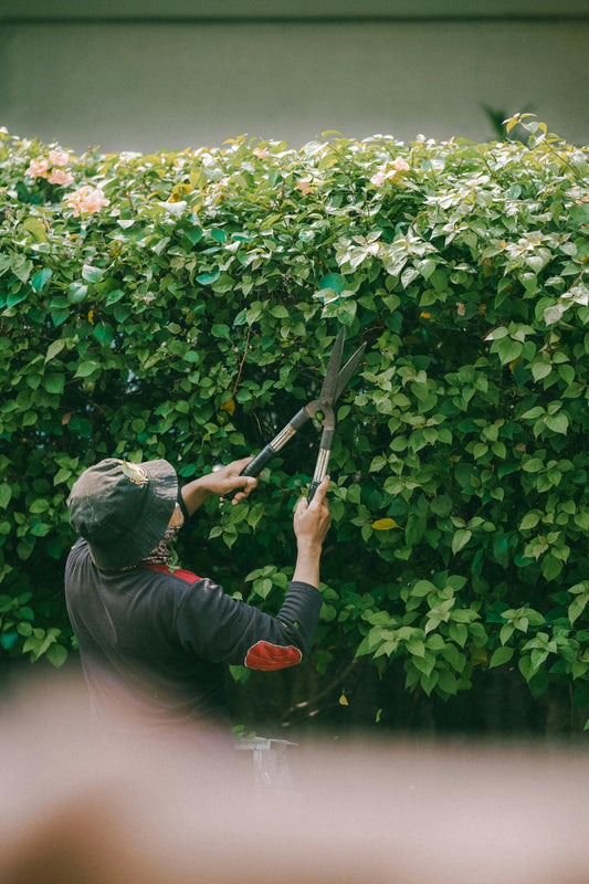 🌿 Quand tailler les haies ? Guide pratique pour un entretien optimal