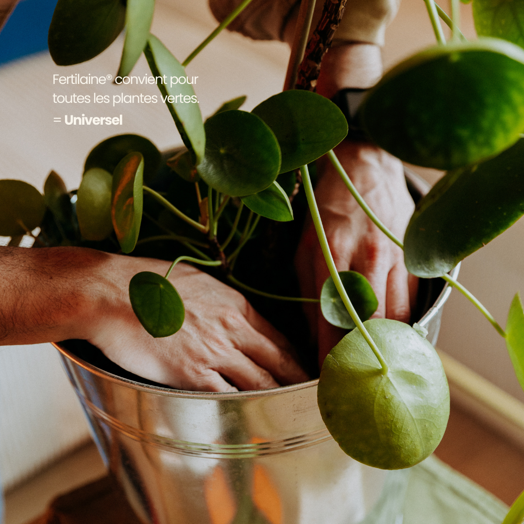 Notre engrais naturel 100% laine de mouton 🐑