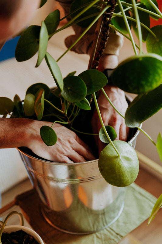 🌿 Plantes d’intérieur : 6 gestes à faire en juin pour booster leur vitalité