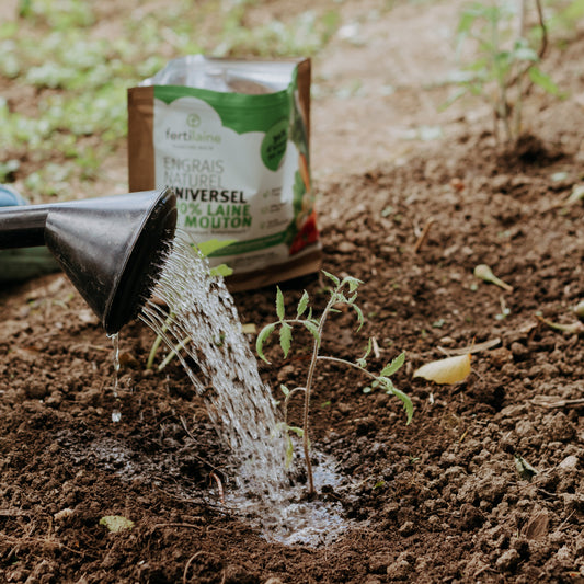 Comment faire des économies d’eau sans sacrifier son potager ?