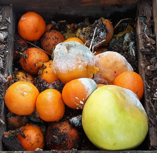 Peut-on mettre du citron au compost ? Le guide complet des agrumes au compost 🍋