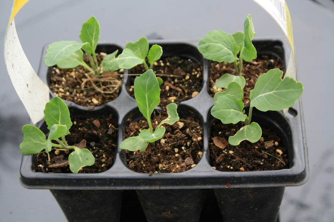Où trouver de l’azote naturel pour vos plantes ?