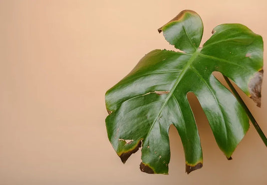 Feuilles plantes marrons