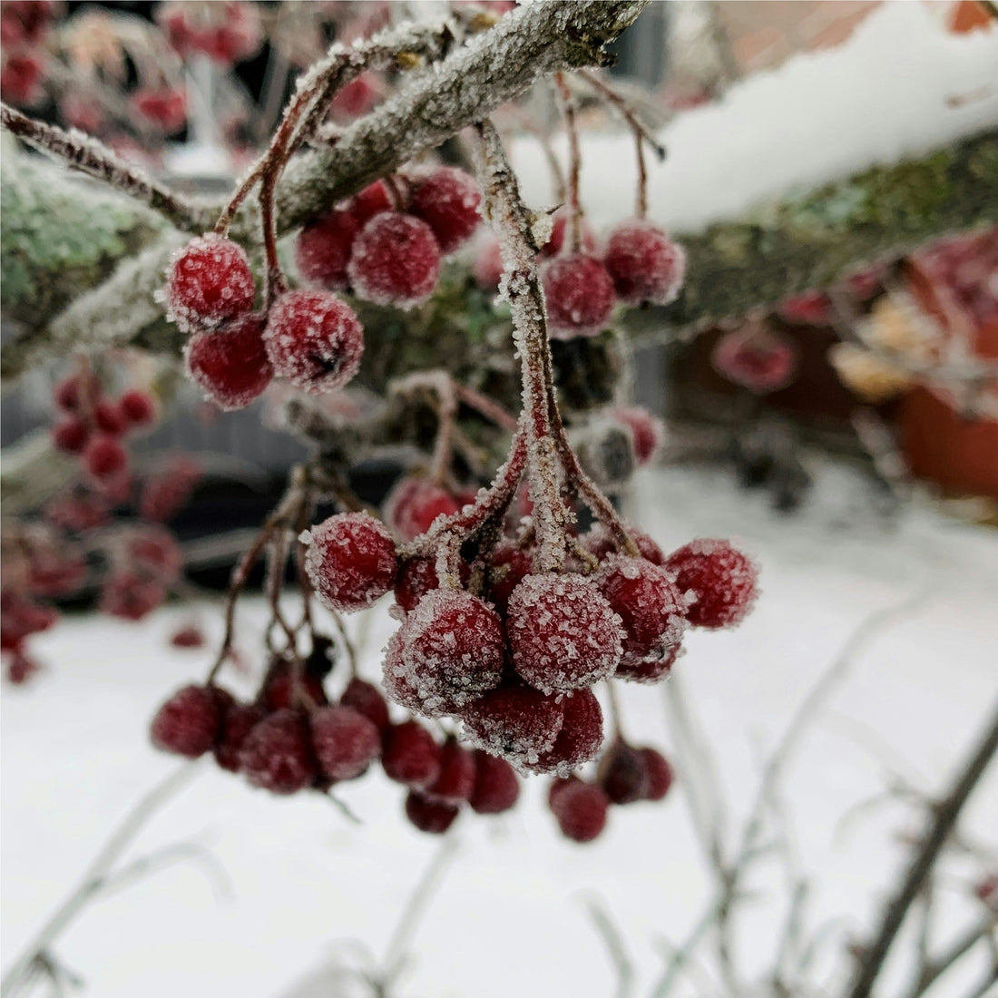 Protéger son jardin du froid : les gestes essentiels pour un printemps florissant.