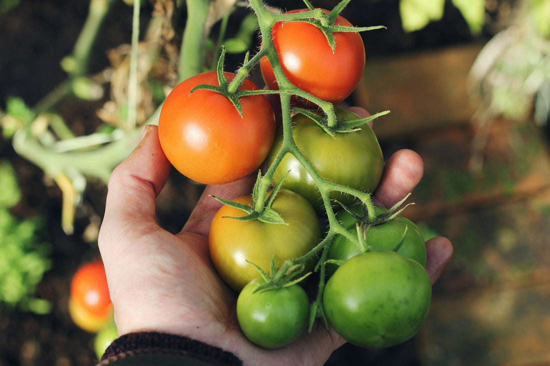 Comment fabriquer un engrais naturel pour vos tomates avec Fertilaine