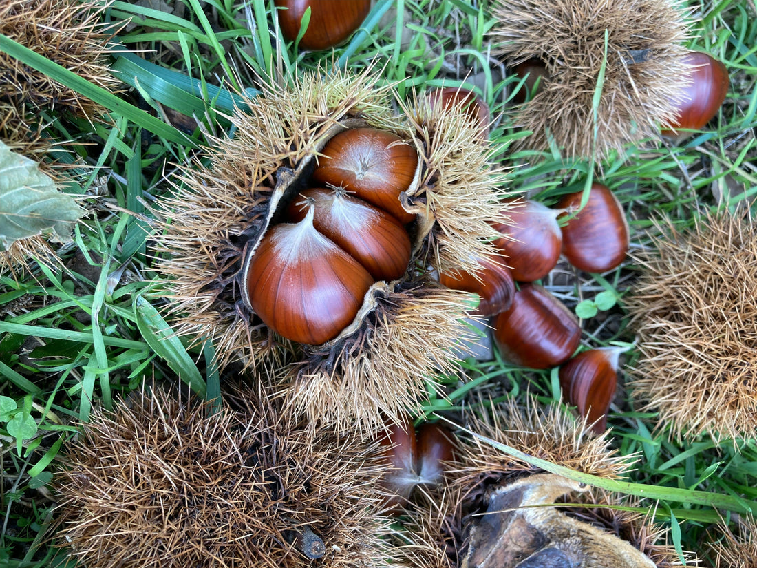 Octobre au jardin : le carnet automnal des actions incontournables