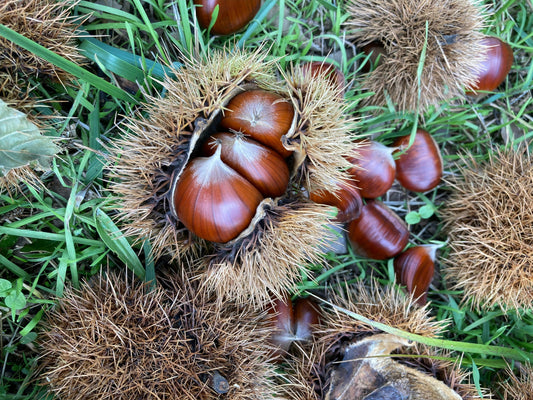 Octobre au jardin : le carnet automnal des actions incontournables