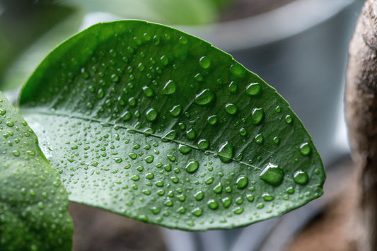 L'importance de l'humidité pour les plantes d'intérieur en hiver.
