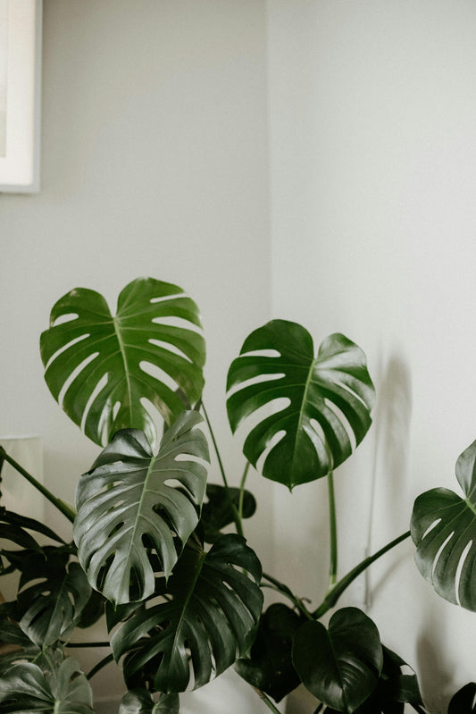 Monstera entretien, arrosage et conseils pour une plante d’intérieur en pleine santé