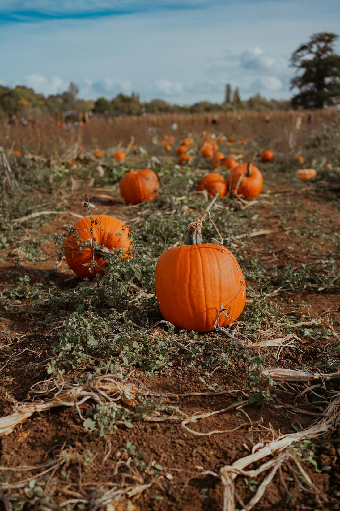 Préparez déjà vos plantations d’automne