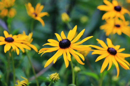Des fleurs éclatantes sans produits chimiques