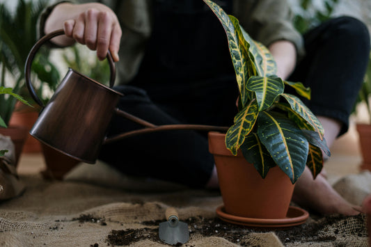 Rempoter vos plantes d’intérieur ou de balcon facilement — méthode & astuces Fertilaine