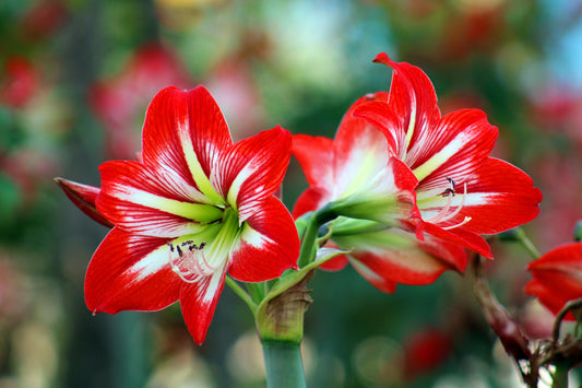 Que planter en juillet ? Misez sur les derniers bulbes d’automne