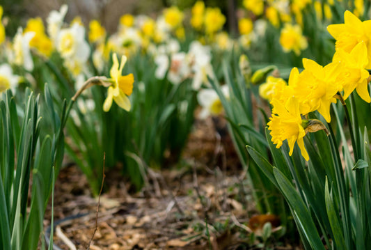 🌷 Notre top 5 des bulbes à planter en automne pour une floraison au printemps