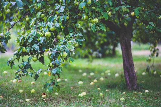 Fertiliser les arbres fruitiers en été