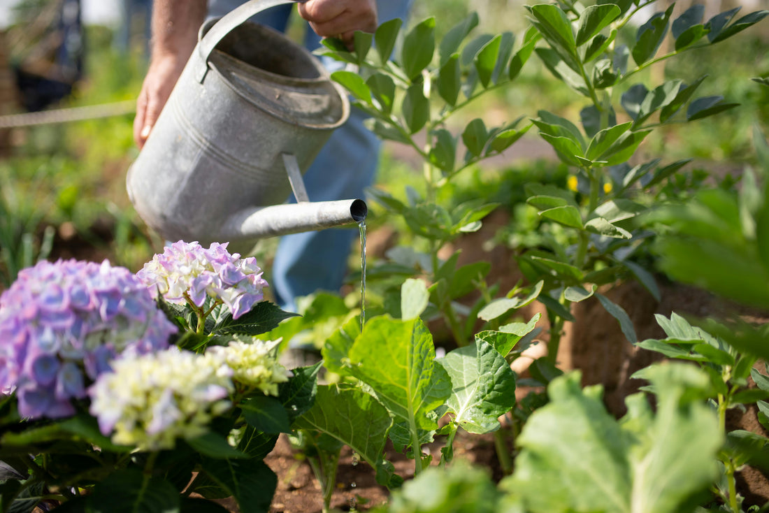 Comment fertiliser ses plantes naturellement