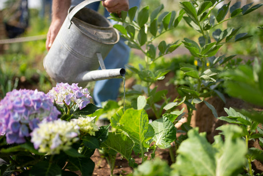 Comment fertiliser ses plantes naturellement