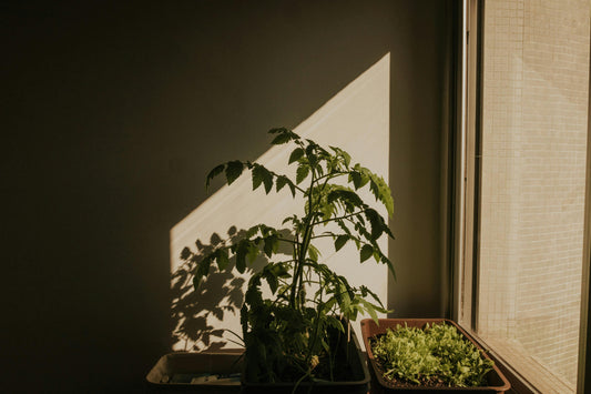Jardinage urbain : une oasis de verdure en ville