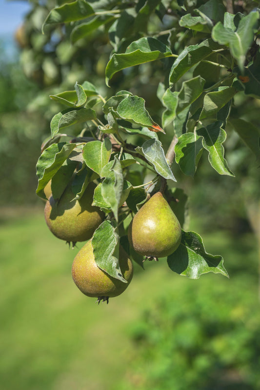 Que tailler au jardin en juillet ?