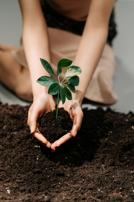 Un engrais pour accompagner la croissance des jeunes arbres