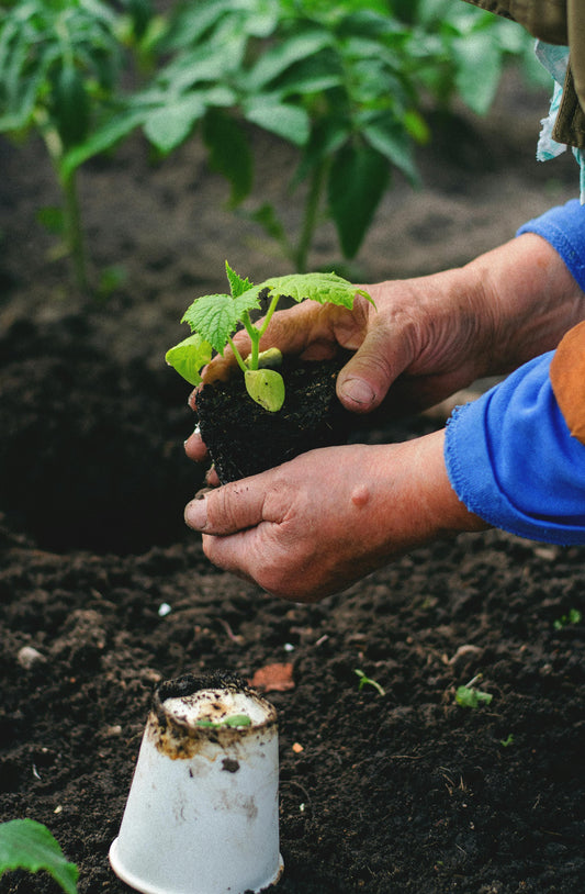 🌱 Pourquoi réussir ses semis ? Astuces Fertilaine pour des plants vigoureux