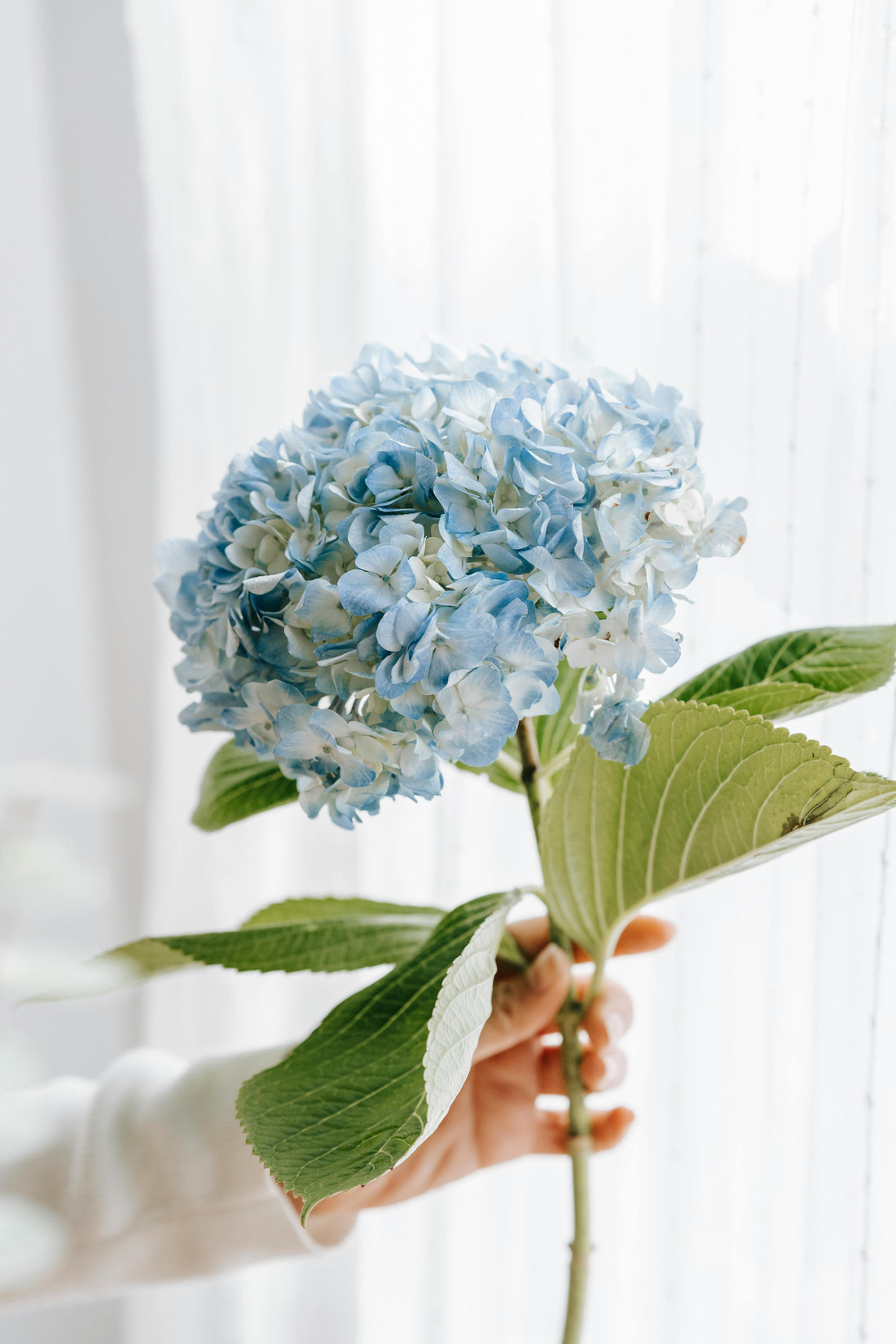 Guide pour Bouturer l’Hortensia