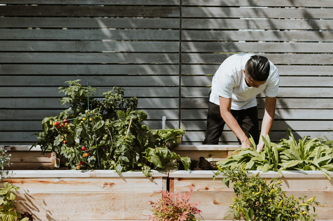 🌸 Créez une jardinière fleurie éclatante avec Fertilaine