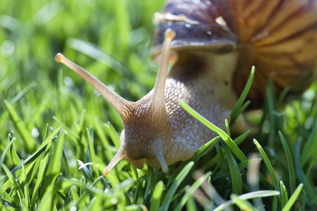 Anti-limaces naturel : 7 méthodes efficaces (et lesquelles marchent vraiment)