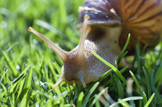 Anti-limaces naturel : 7 méthodes efficaces (et lesquelles marchent vraiment)