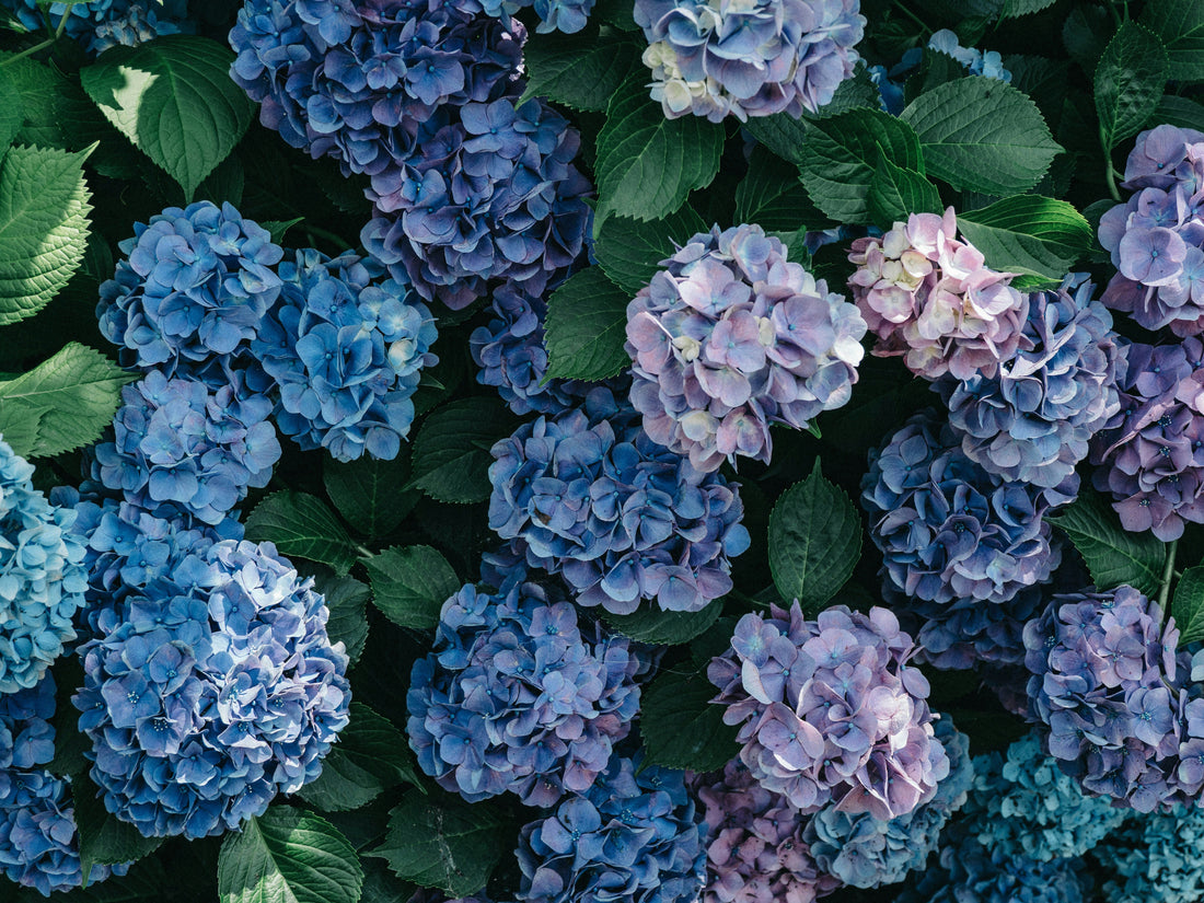 Bouturer un Hortensia en Appartement : Le Guide Complet du Jardinier Urbain